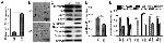 beta Catenin Antibody in Western Blot (WB)