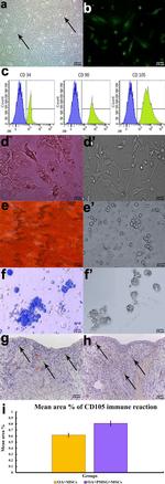 CD90.1 (Thy-1.1) Antibody in Immunohistochemistry (IHC)