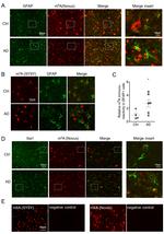 IBA1 Antibody in Immunohistochemistry (Paraffin) (IHC (P))