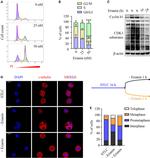 gamma Tubulin Antibody in Immunocytochemistry (ICC/IF)