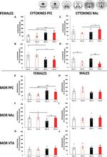 IL-1 beta Antibody in Western Blot (WB)