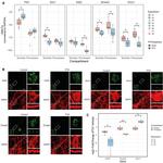 MAP2 Antibody in Immunohistochemistry (IHC)