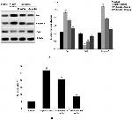 Active/Pro-Caspase 3 Antibody in Western Blot (WB)