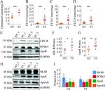 Apolipoprotein B Antibody in Western Blot (WB)