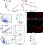 F4/80 Antibody in Immunocytochemistry (ICC/IF)