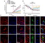 F4/80 Antibody in Immunocytochemistry (ICC/IF)