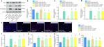 Bax Antibody in Western Blot (WB)