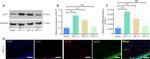 NeuN Antibody in Immunocytochemistry (ICC/IF)