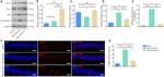 Bax Antibody in Western Blot (WB)