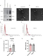 CD9 Antibody in Western Blot (WB)