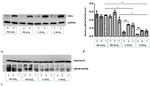 Histone H3 Antibody in Western Blot (WB)