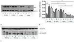 NFkB p65 Antibody in Western Blot (WB)