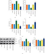 CD68 Antibody in Flow Cytometry (Flow)