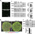 PPAR gamma Antibody in Western Blot (WB)