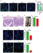 LGR5 Antibody in Immunohistochemistry (Paraffin) (IHC (P))