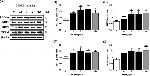 TFAM Antibody in Western Blot (WB)