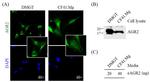 AGR2 Antibody in Western Blot (WB)