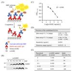 AGR2 Antibody in Western Blot (WB)