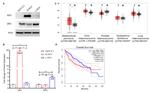 SRC (active) Antibody in Western Blot (WB)