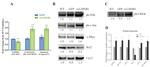 CREB Antibody in Western Blot (WB)