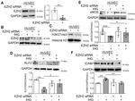 Phospho-EZH2 (Thr367) Antibody in Western Blot (WB)