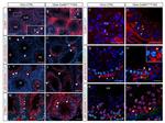 Claudin 11 Antibody in Immunohistochemistry (IHC)