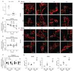 VDAC Antibody in Immunocytochemistry (ICC/IF)