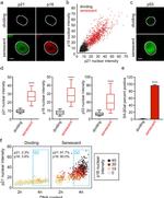 p53 Antibody in Immunocytochemistry (ICC/IF)