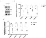 WNT7A Antibody in Western Blot (WB)