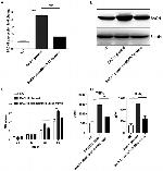 BACH1 Antibody in Western Blot (WB)