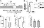 Actin Antibody in Western Blot (WB)