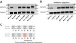 Actin Antibody in Western Blot (WB)