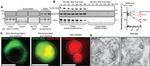 alpha Synuclein Antibody in Western Blot (WB)