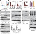 Cyclophilin B Antibody in Western Blot (WB)