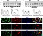 proBDNF Antibody in Western Blot (WB)