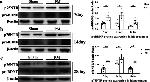 proBDNF Antibody in Western Blot (WB)