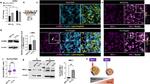 Alpha-Smooth Muscle Actin Antibody in Western Blot, Immunocytochemistry, Immunohistochemistry (WB, ICC/IF, IHC)