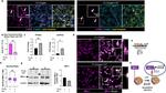 Alpha-Smooth Muscle Actin Antibody in Immunocytochemistry, Immunohistochemistry (ICC/IF, IHC)