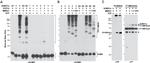 T7 Tag Antibody in Western Blot (WB)