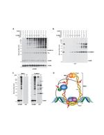 V5 Tag Antibody in Western Blot (WB)