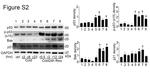 p21 Antibody in Western Blot (WB)