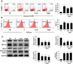 Bcl-2 Antibody in Western Blot (WB)