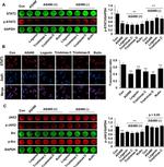 Phospho-JAK2 (Tyr119) Antibody in Western Blot (WB)