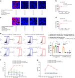 Dinitrophenyl-KLH Antibody in Cytotoxicity Assay (CT)