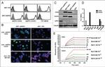 CD279 (PD-1) Antibody in Flow Cytometry (Flow)