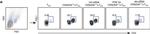 Rat IgG2a kappa Isotype Control in Flow Cytometry (Flow)