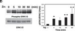 Mouse IgG (H+L) Secondary Antibody in Western Blot (WB)