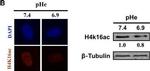 Mouse IgG (H+L) Secondary Antibody in Western Blot (WB)