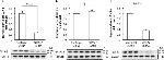 Mouse IgG (H+L) Secondary Antibody in Western Blot (WB)