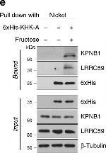 Rabbit IgG (H+L) Cross-Adsorbed Secondary Antibody in Western Blot (WB)